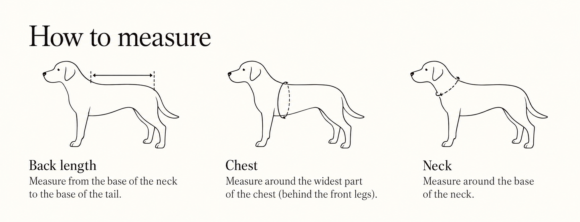 How to measure your dog: back length, chest, and neck